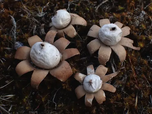Daisy Earthstar (Geastrum floriforme), photo
