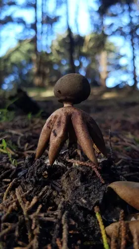 Arched Earthstar (Geastrum fornicatum), photo