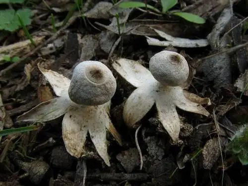 Tiny Earthstar (Geastrum minimum), photo