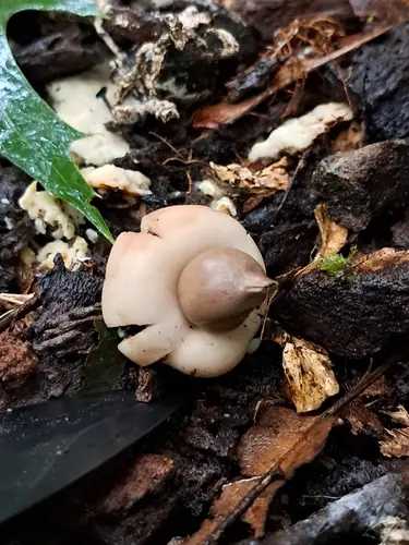 Geastrum morganii (Geastrum morganii), photo