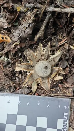 Beaked Earthstar (Geastrum pectinatum), photo