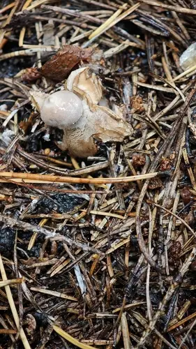 Four-Rayed Earthstar (Geastrum quadrifidum), photo