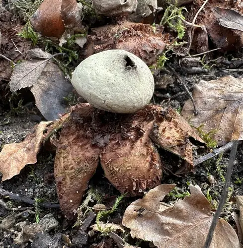Rosy Earthstar (Geastrum rufescens), photo