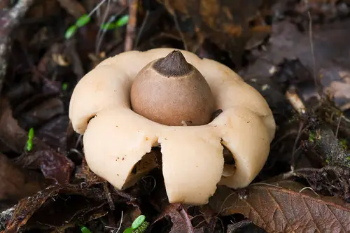 Sessile Earthstar (Geastrum saccatum), photo
