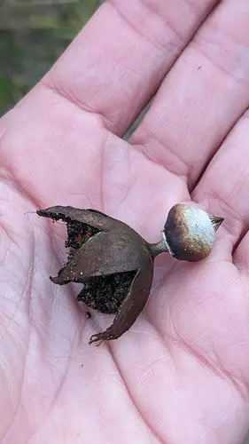 Striate Earthstar (Geastrum striatum), photo