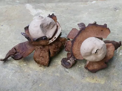 Collared Earthstar (Geastrum triplex), photo