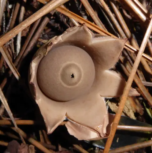 Geastrum velutinum (Geastrum velutinum), photo