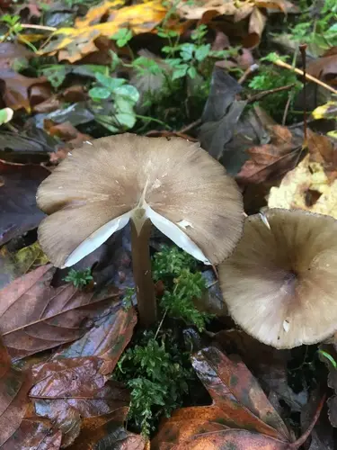 Gerronema atrialbum (Gerronema atrialbum), photo