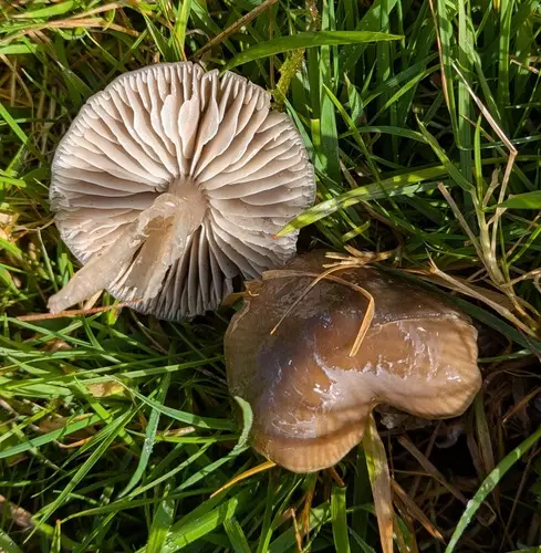 Slimy Waxcap (Gliophorus irrigatus), photo