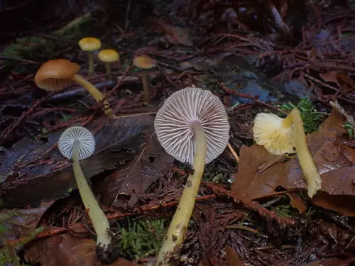 Heath Waxcap (Gliophorus laetus), photo