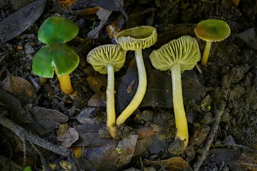 Parrot Mushroom (Gliophorus psittacinus), photo