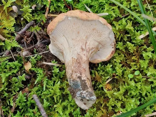 Gloeocantharellus purpurascens (Gloeocantharellus purpurascens), photo