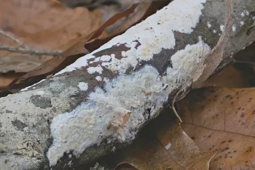 Oiled Crust (Gloeocystidiellum porosum), photo