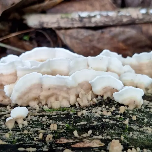 Gloeoporus thelephoroides (Gloeoporus thelephoroides), photo