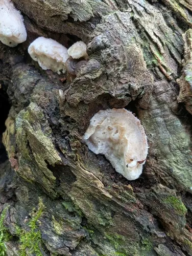 Gloeostereum incarnatum (Gloeostereum incarnatum), photo