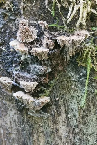 Gloiodon strigosus (Gloiodon strigosus), photo