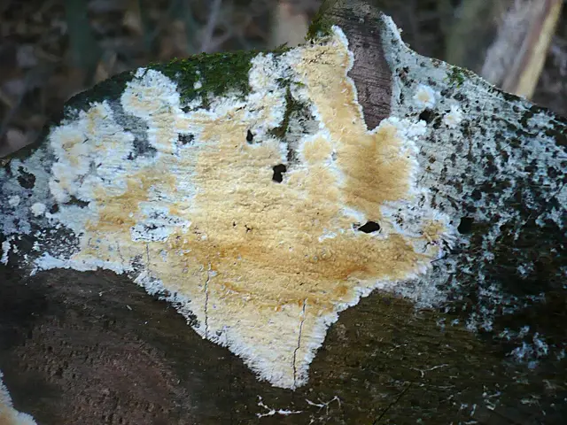 Gloiothele citrina (Gloiothele citrina), photo