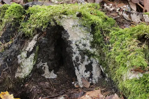 Milking Crust (Gloiothele lactescens), photo