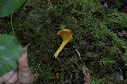 Shining Waxcap, Nested Waxcap (Gloioxanthomyces nitidus), photo