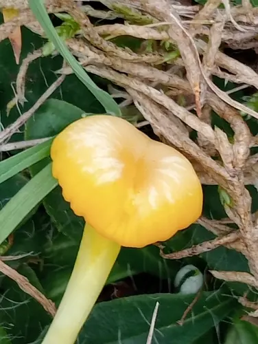 Glistening Waxcap (Gloioxanthomyces vitellinus), photo