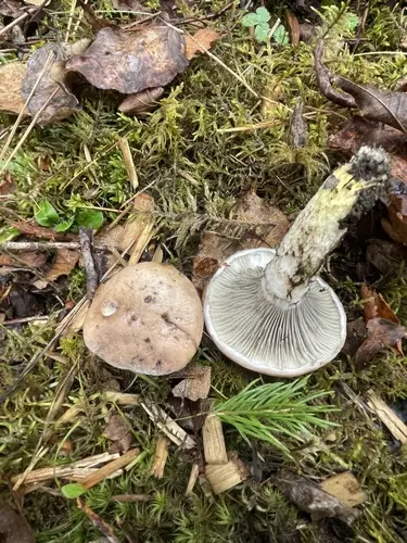 Slimy Spike (Gomphidius glutinosus), photo