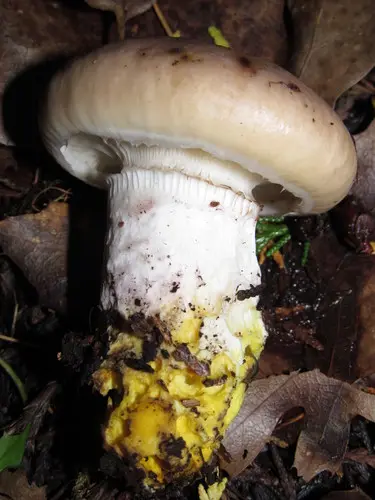 Blackening Slime Spike (Gomphidius oregonensis), photo