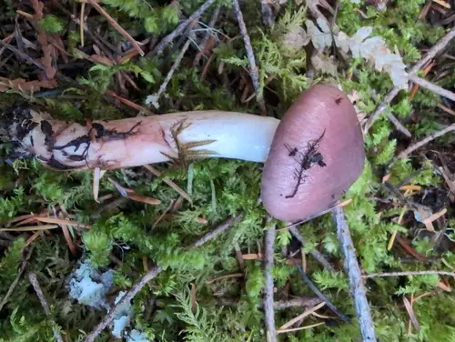 Smith's Slime Spike (Gomphidius smithii), photo