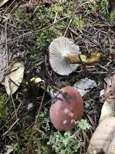 Rosy Slime Spike (Gomphidius subroseus), photo