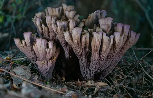 Pig's Ear (Gomphus clavatus), photo