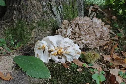 Hen Of The Woods (Grifola frondosa), photo