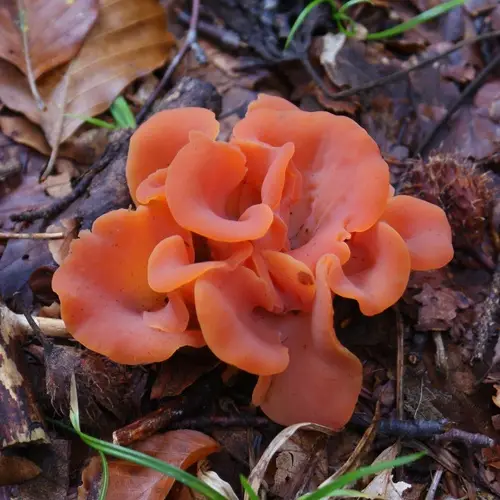 Apricot Jelly (Guepinia helvelloides), photo