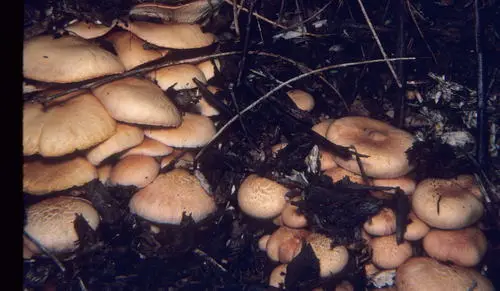 Gymnopilus aeruginosus (Gymnopilus aeruginosus), photo