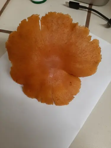 Gymnopilus aurantiophyllus (Gymnopilus aurantiophyllus), photo