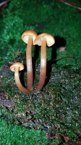 Gymnopilus bellulus (Gymnopilus bellulus), photo
