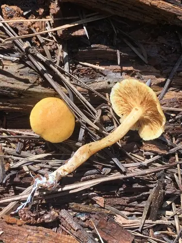 Gymnopilus flavidellus (Gymnopilus flavidellus), photo