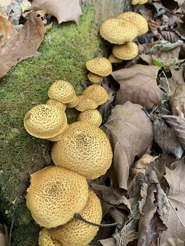 Gymnopilus fulvosquamulosus (Gymnopilus fulvosquamulosus), photo