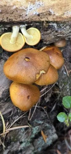 Gymnopilus hybridus (Gymnopilus hybridus), photo