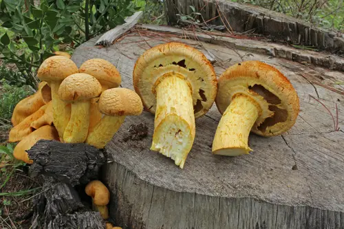 Laughing Jim (Gymnopilus junonius), photo