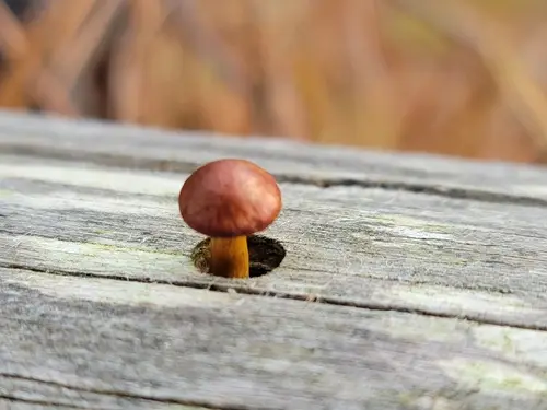 Biting Rustgill (Gymnopilus liquiritiae), photo
