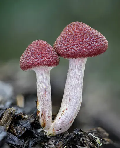 Yellow-Gilled Gymnopilus (Gymnopilus luteofolius), photo