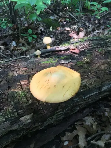 Yellow Gymnopilus (Gymnopilus luteus), photo