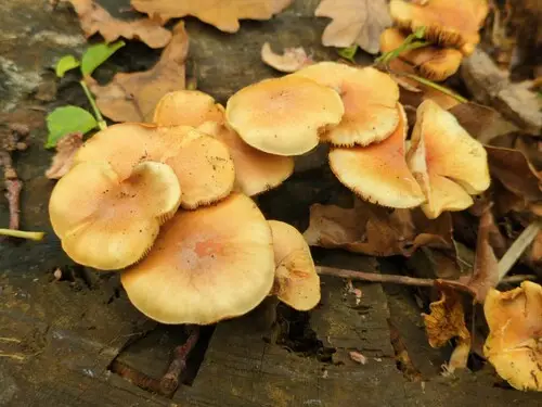 Common Rustgill (Gymnopilus penetrans), photo
