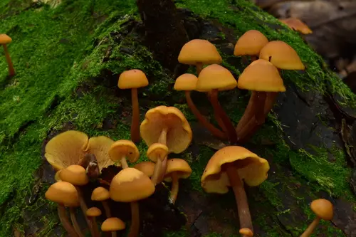 Bitter Rustgill (Gymnopilus picreus), photo