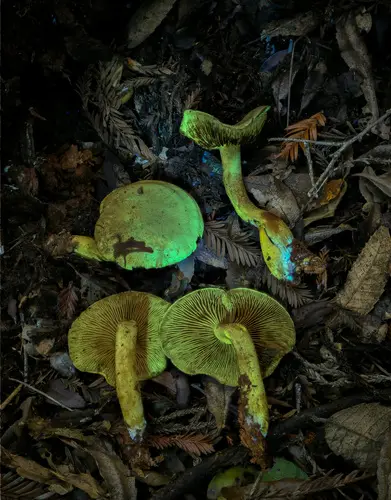 Blue-Green Gym (Gymnopilus punctifolius), photo