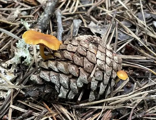 Scaly Rustgill (Gymnopilus sapineus), photo