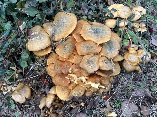 Gymnopilus subspectabilis (Gymnopilus subspectabilis), photo
