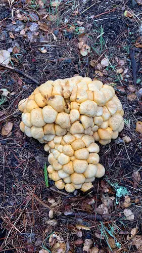 Western Jumbo Gym (Gymnopilus ventricosus), photo