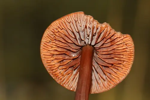 Gymnopus alkalivirens (Gymnopus alkalivirens), photo