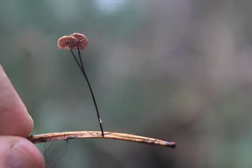 Horse-Hair Fungus (Gymnopus androsaceus), photo