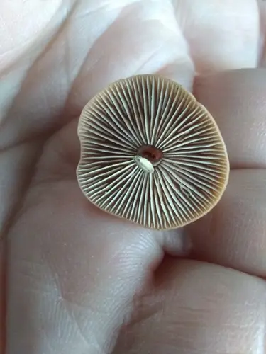 Cabbage Parachute (Gymnopus brassicolens), photo